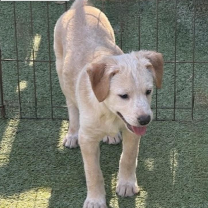 Enlarge Sugarplum, an adopted mixed breed in windsor, CT image 3/6