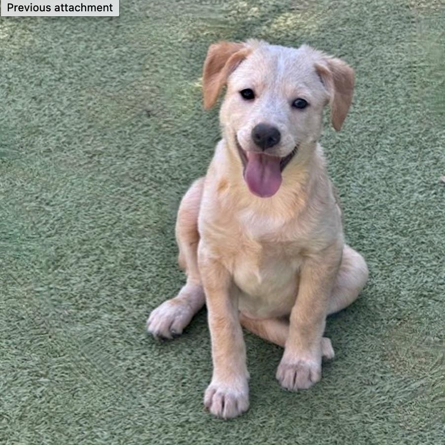 Sugarplum, adopted, Puppy Female Terrier.