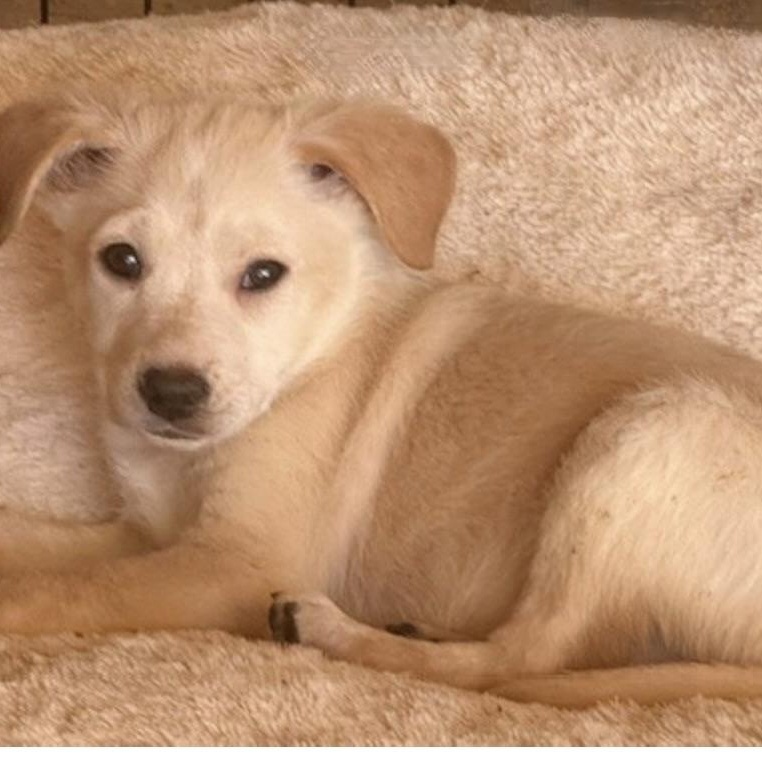 Enlarge Sugarplum, an adopted mixed breed in windsor, CT image 6/6