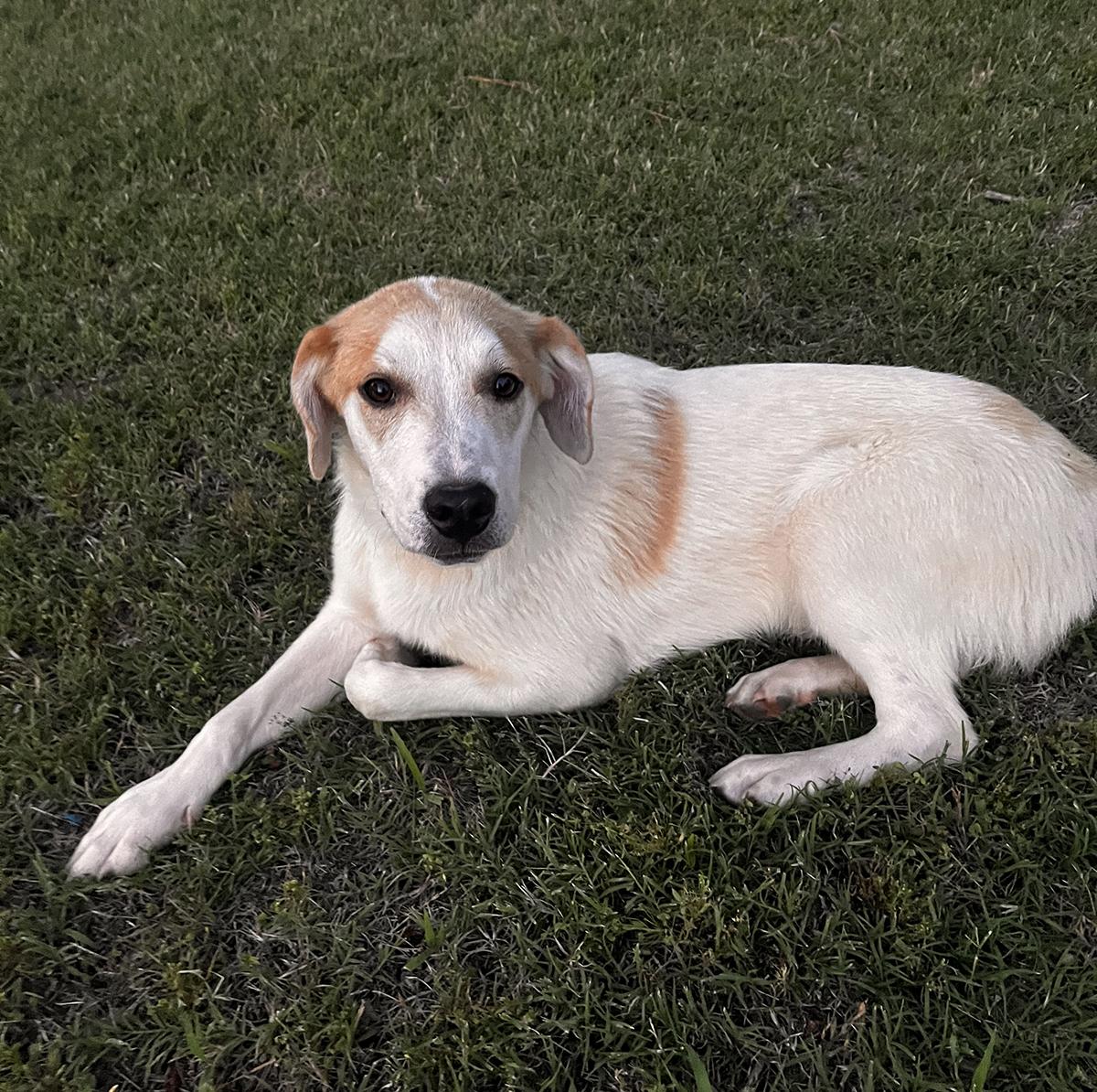 Roscoe, Adoptable, Puppy Male Anatolian Shepherd & Great Pyrenees.