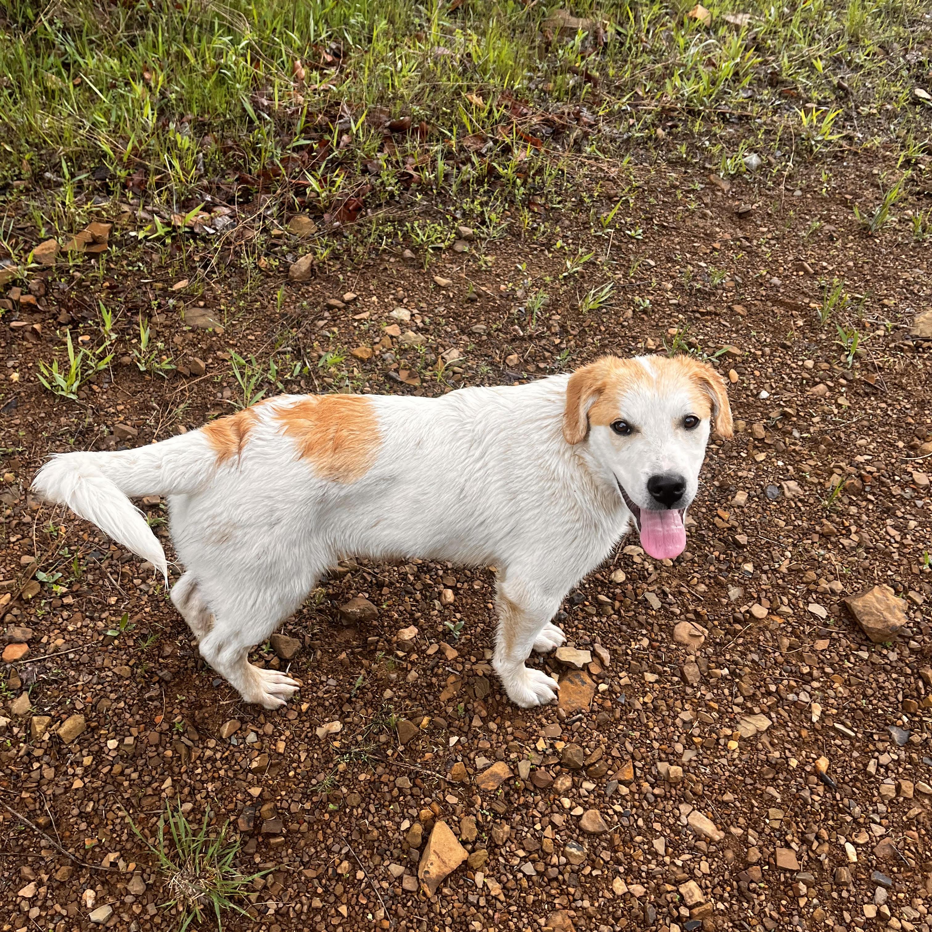Roscoe, Adoptable, Young Male Anatolian Shepherd & Great Pyrenees.