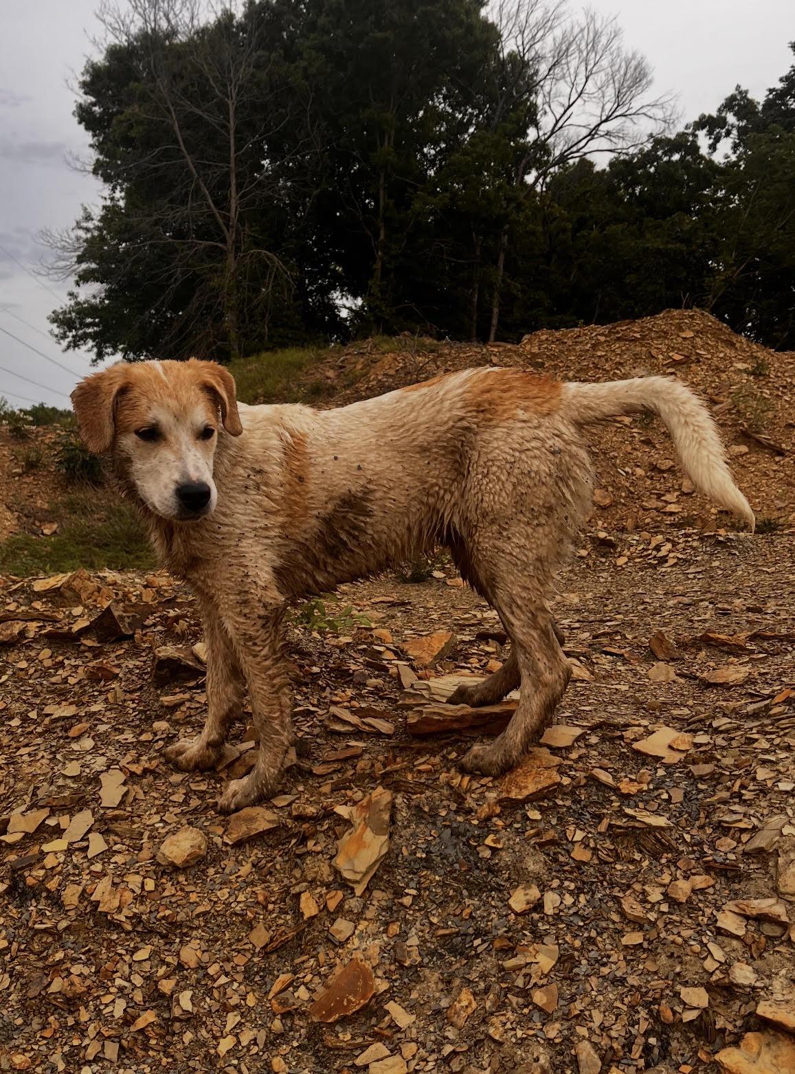 Roscoe, a Adoptable mixed breed in Okmulgee, OK image 4/4