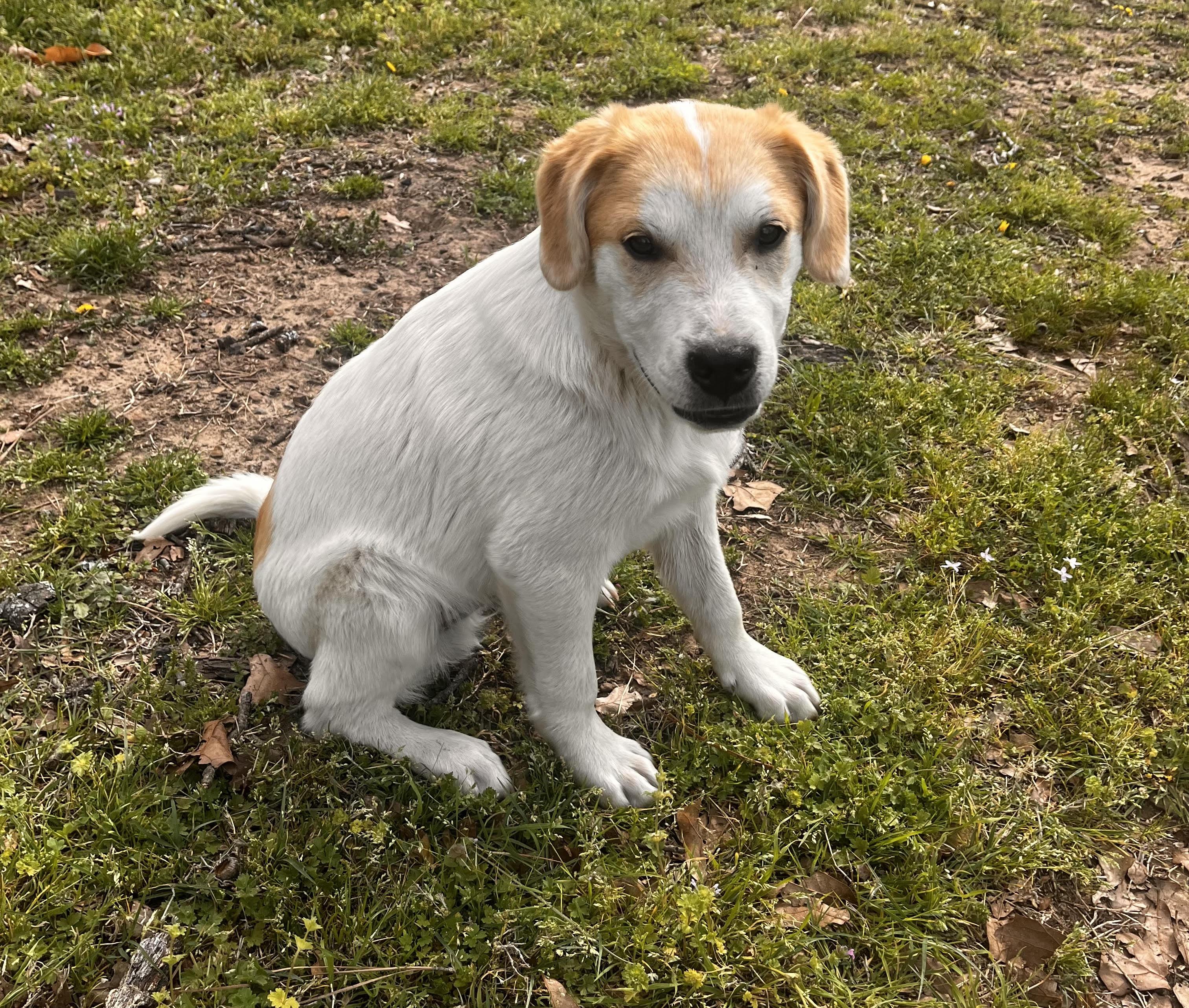 Roscoe, Adoptable, Puppy Male Anatolian Shepherd & Great Pyrenees.