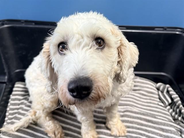 Enlarge CLOVE, a ADOPTABLE mixed breed in San Clemente, CA image 2/2