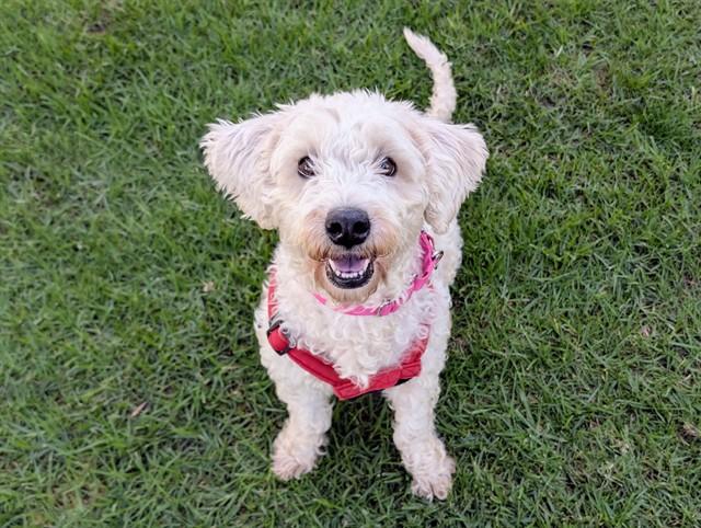 Enlarge CLOVE, a ADOPTABLE mixed breed in San Clemente, CA image 1/2