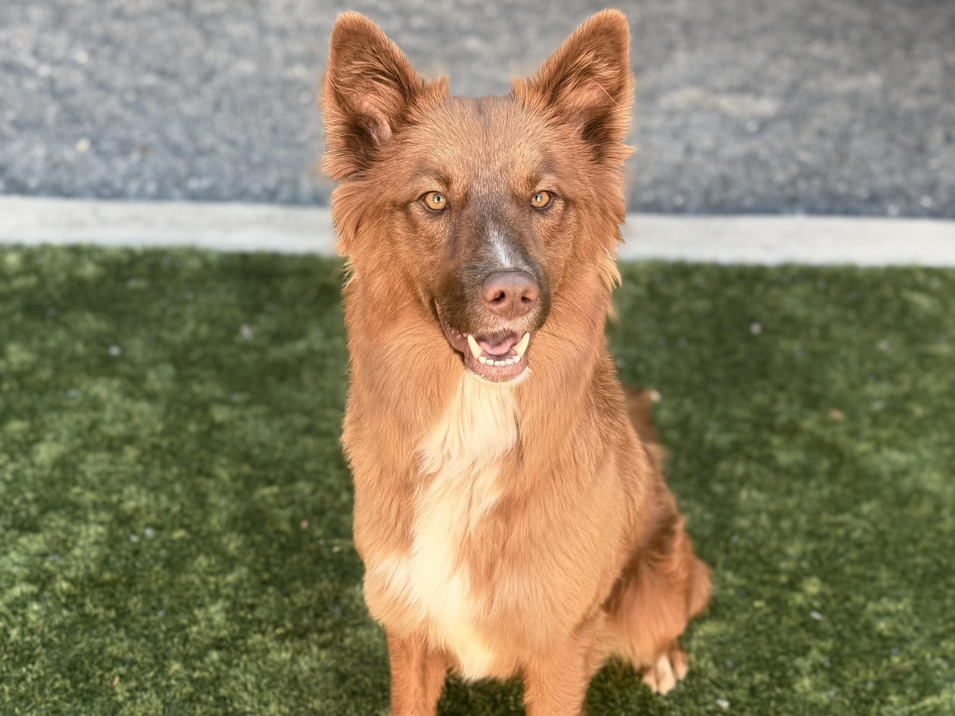 SAVE MY LIFE - Sequoia - ID#A544464 3