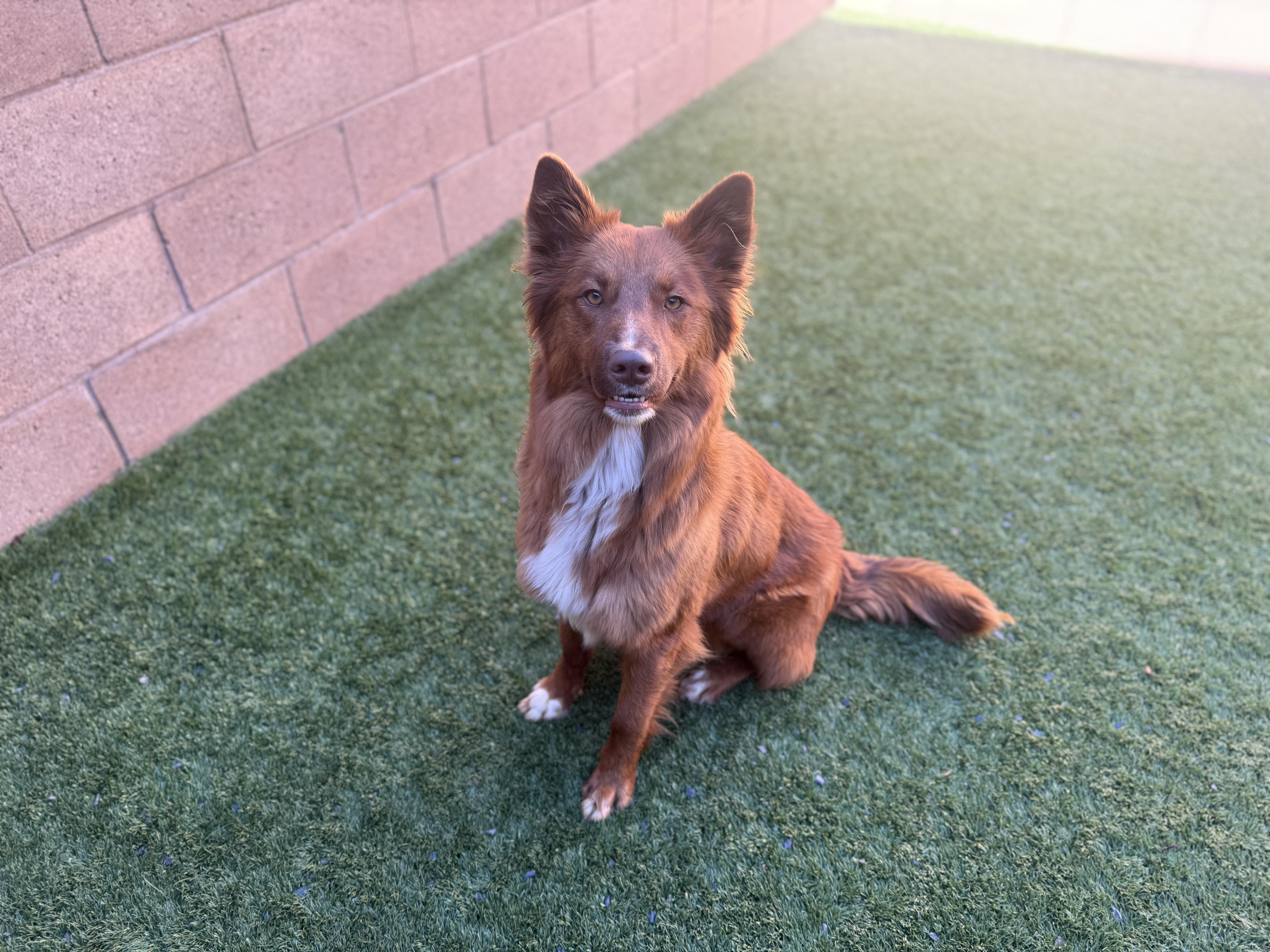 SAVE MY LIFE - Sequoia - ID#A544464 2