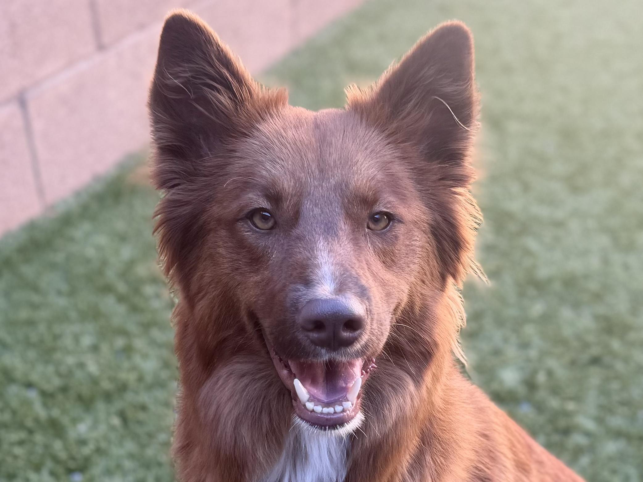 SAVE MY LIFE - Sequoia - ID#A544464