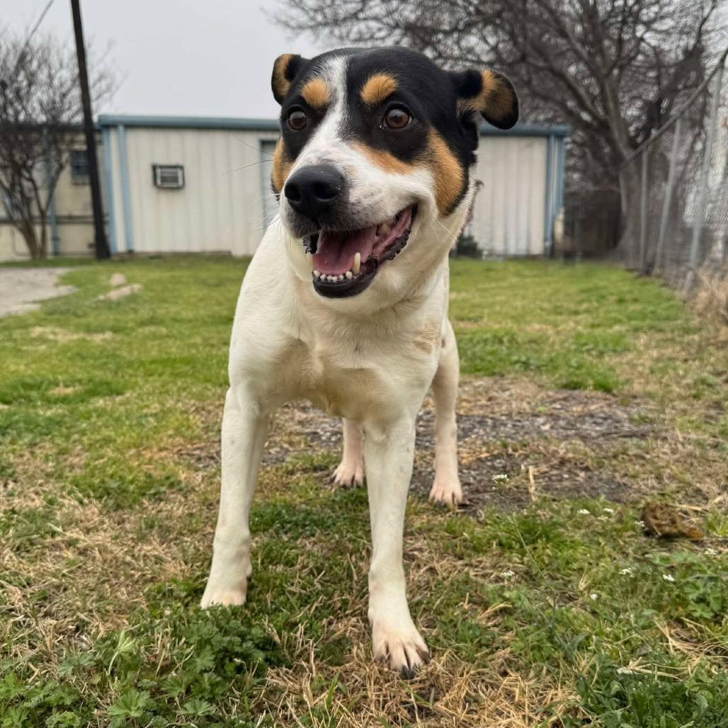 Enlarge Dinah D46099, a Adoptable Mixed Breed in Corsicana, TX image 1/4