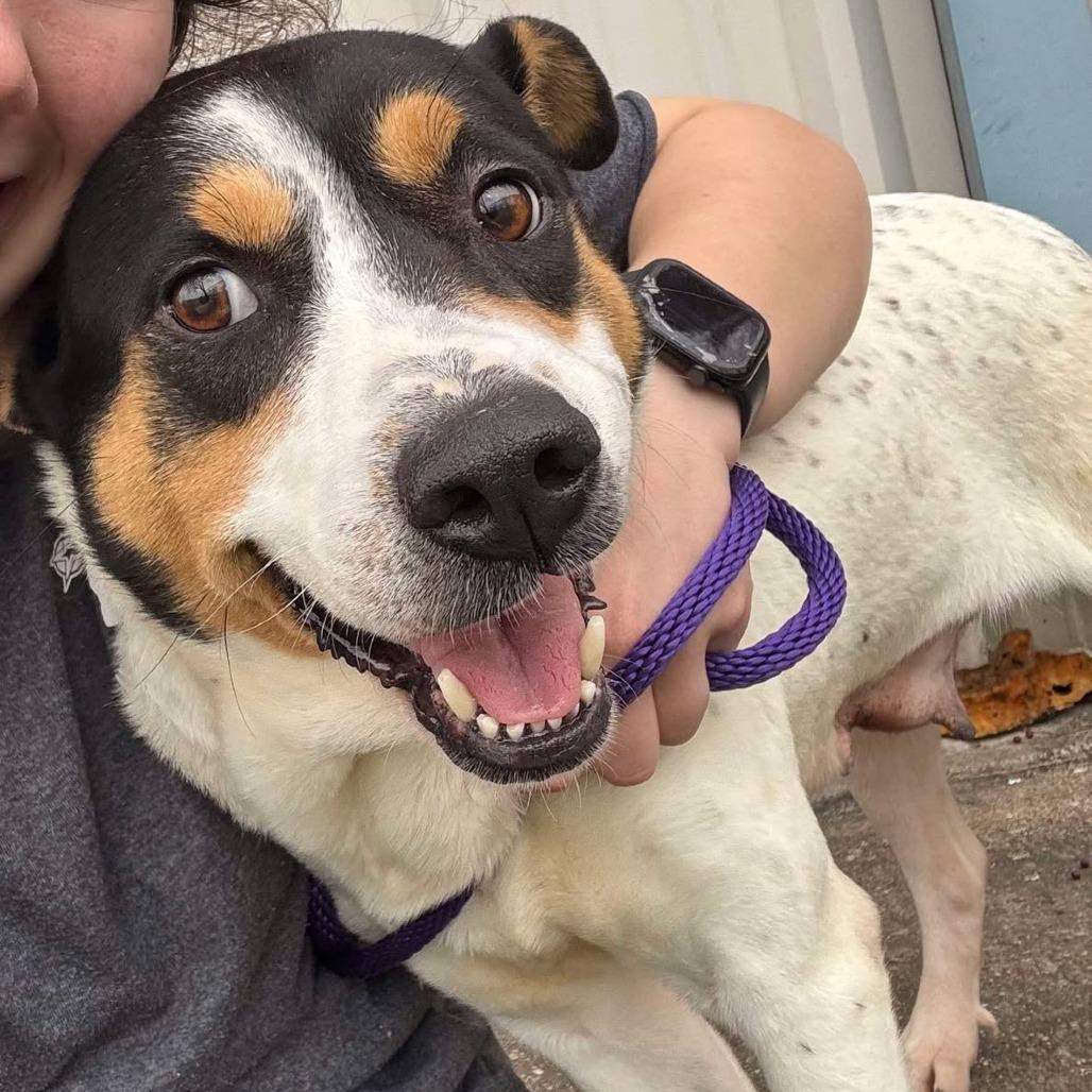 Enlarge Dinah D46099, a Adoptable Mixed Breed in Corsicana, TX image 3/4