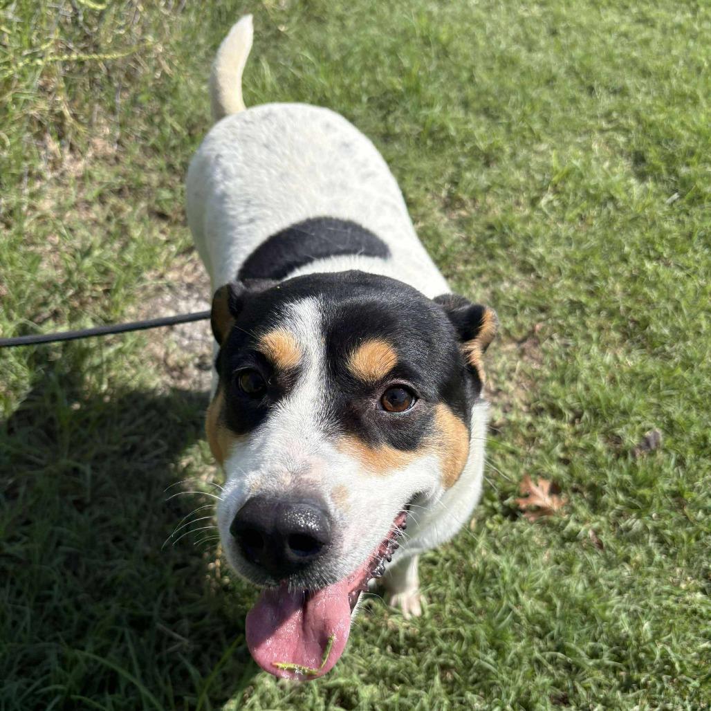 Enlarge Dinah D46099, a Adoptable Mixed Breed in Corsicana, TX image 4/4