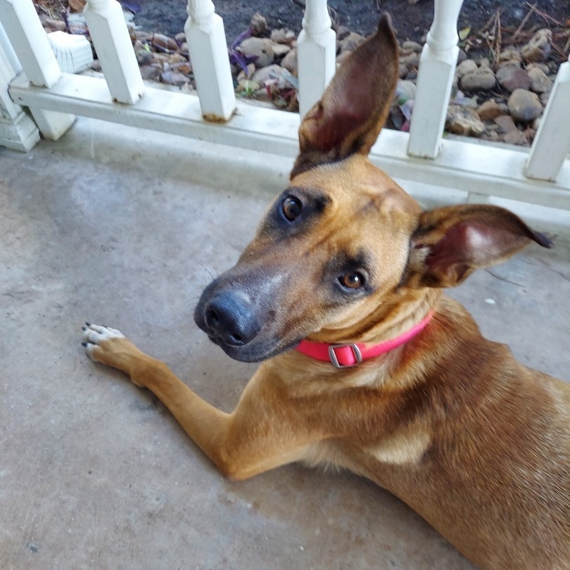 Brownie, Adoptable, Adult Female German Shepherd Dog.