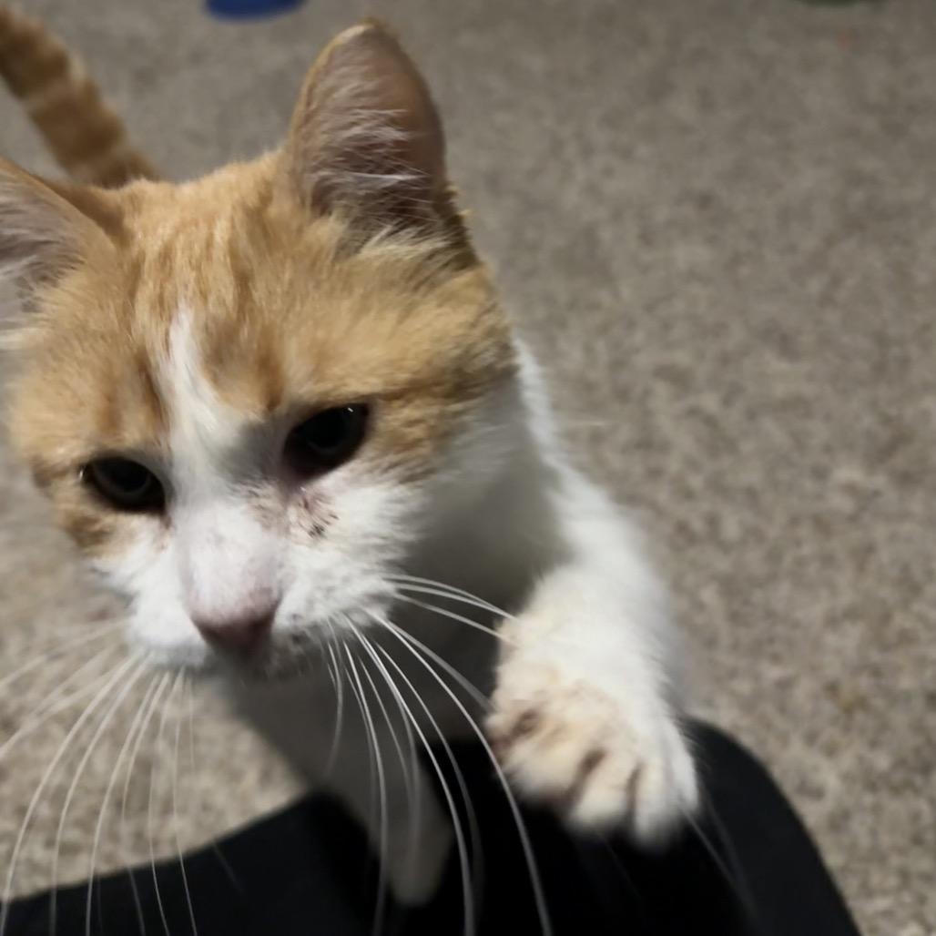 Daisy, Adoptable, Adult Female Domestic Medium Hair.