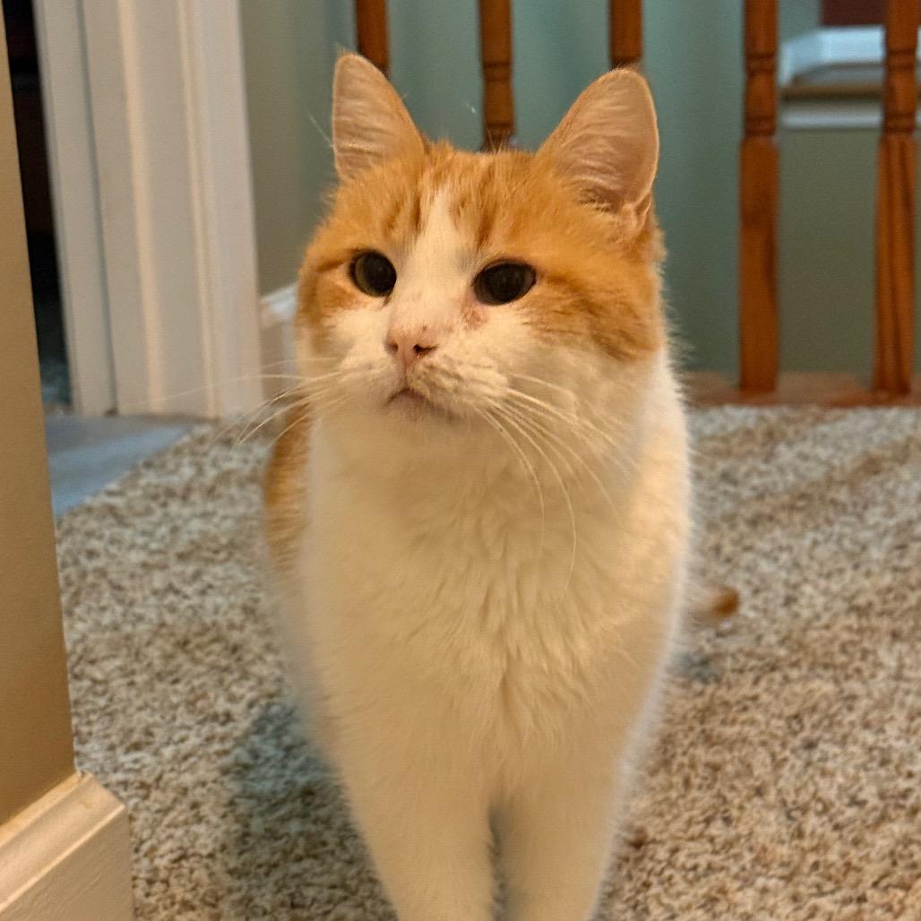 Enlarge Daisy, a Adoptable Domestic Medium Hair in Frederick, MD image 2/4