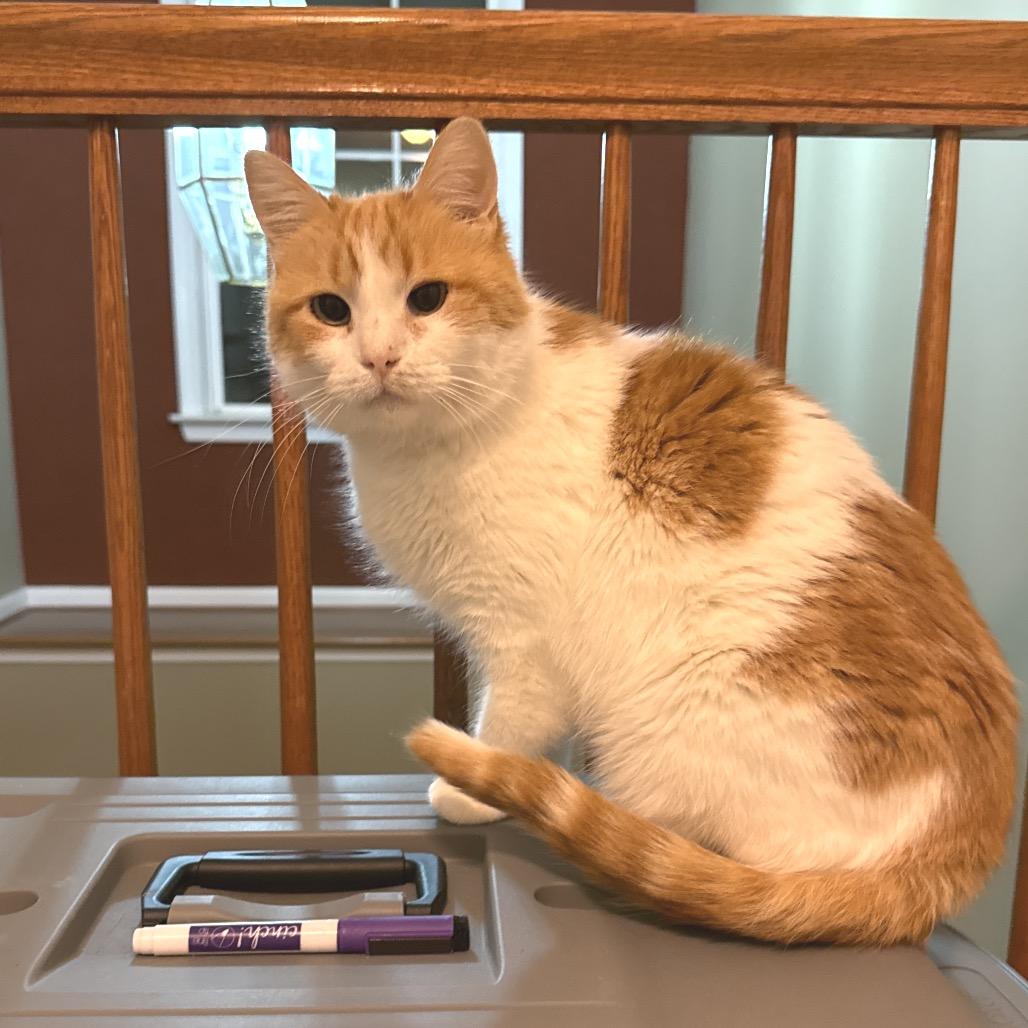 Enlarge Daisy, a Adoptable Domestic Medium Hair in Frederick, MD image 3/4