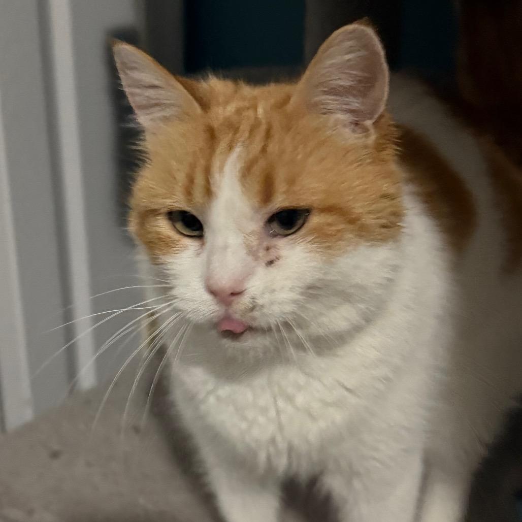 Enlarge Daisy, a Adoptable Domestic Medium Hair in Frederick, MD image 4/4