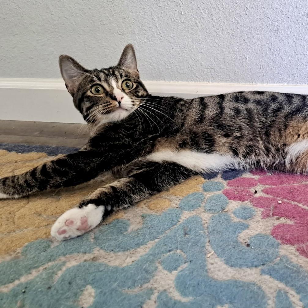 Ellie, Adoptable, Young Female Domestic Short Hair.