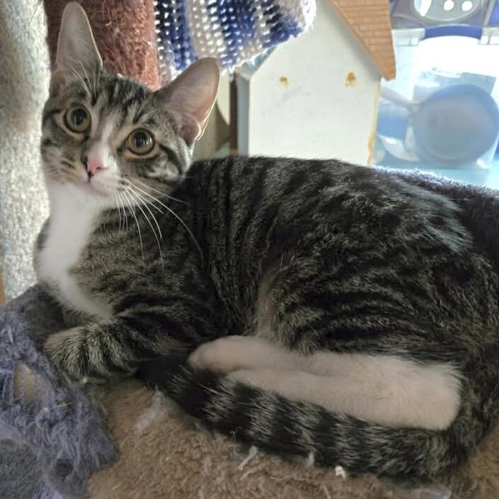 Enlarge Ellie, a Adoptable Domestic Short Hair in Denison, TX image 1/4