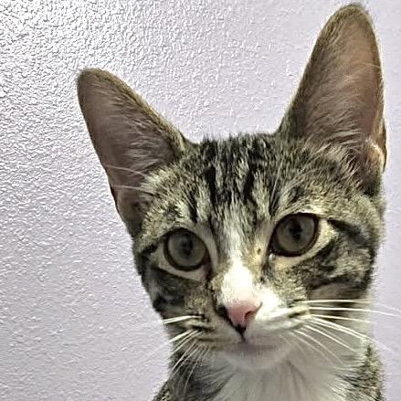 Enlarge Ellie, a Adoptable Domestic Short Hair in Denison, TX image 2/4