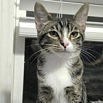 Enlarge Ellie, a Adoptable Domestic Short Hair in Denison, TX image 3/4