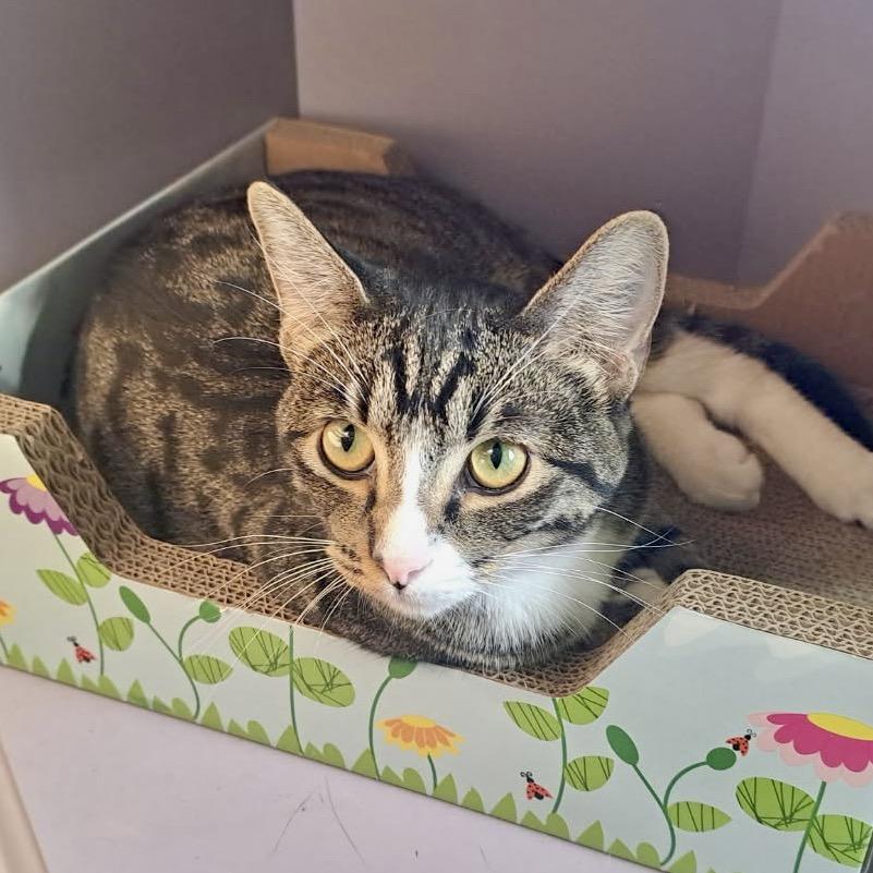 Enlarge Ellie, a Adoptable Domestic Short Hair in Denison, TX image 4/5