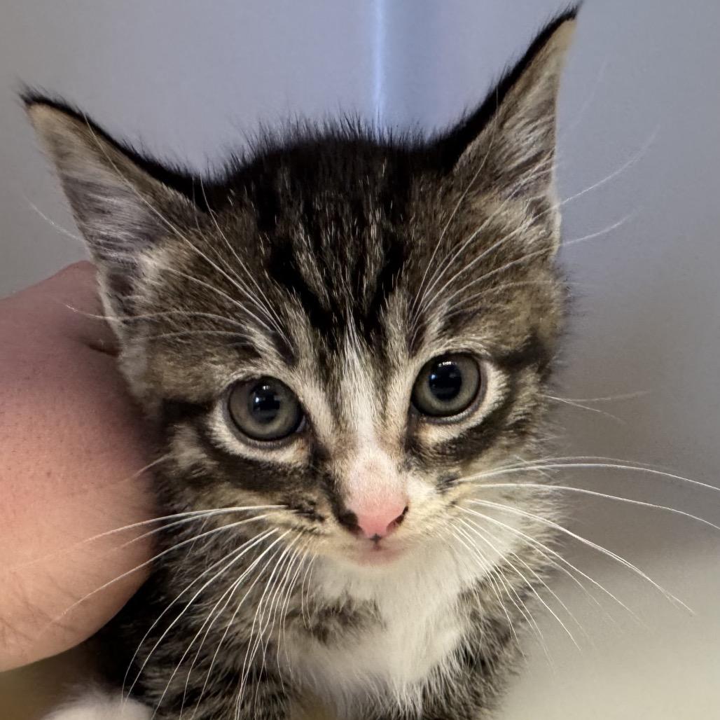 Enlarge Ellie, a Adoptable Domestic Short Hair in Denison, TX image 4/4