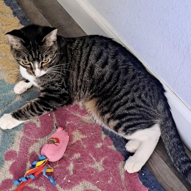 Enlarge Ellie, a Adoptable Domestic Short Hair in Denison, TX image 5/5