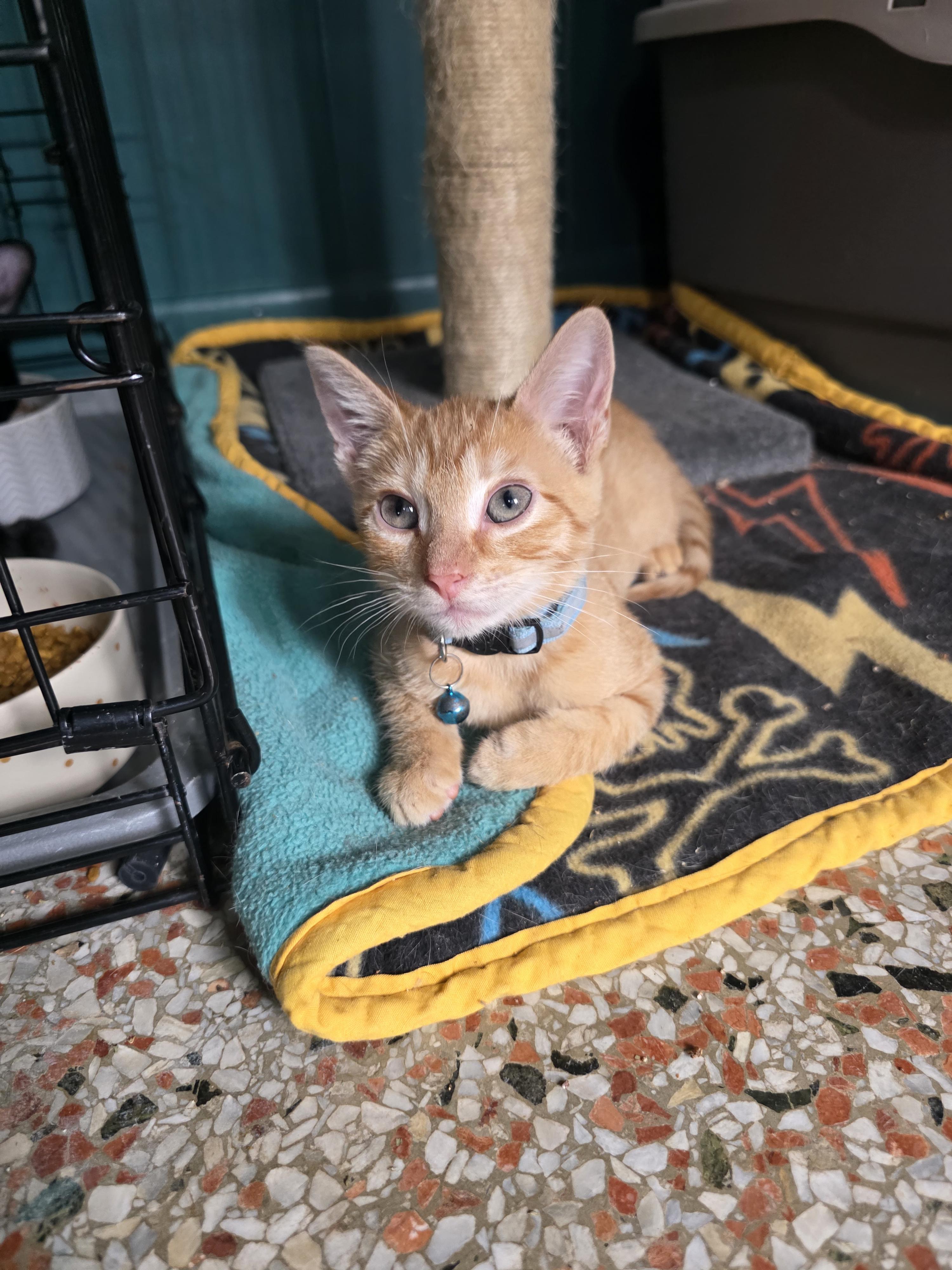 Enlarge Dominic, a Adoptable American Shorthair in Maitland, FL image 1/4