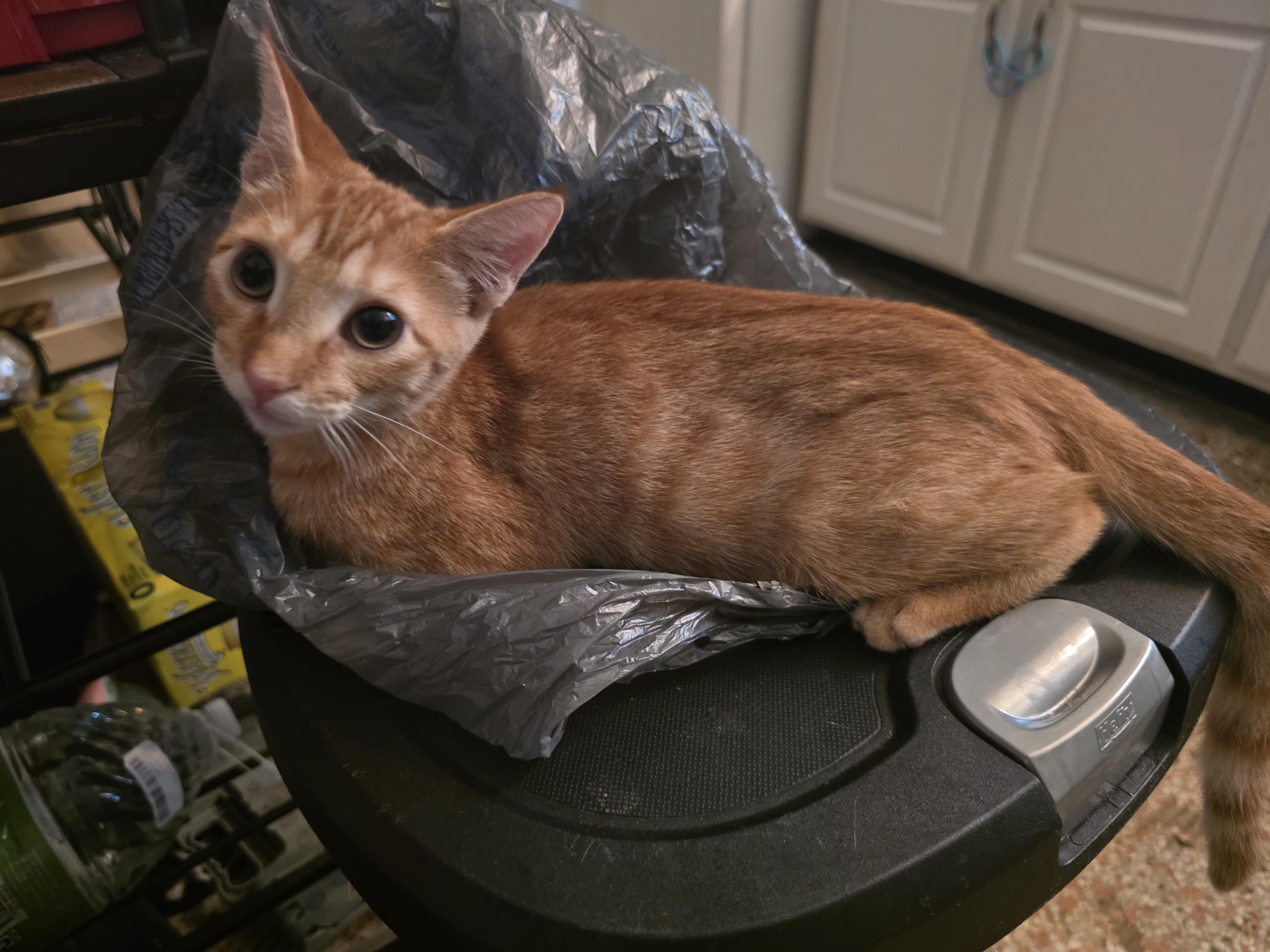 Dominic, Adopted, Kitten Male American Shorthair.