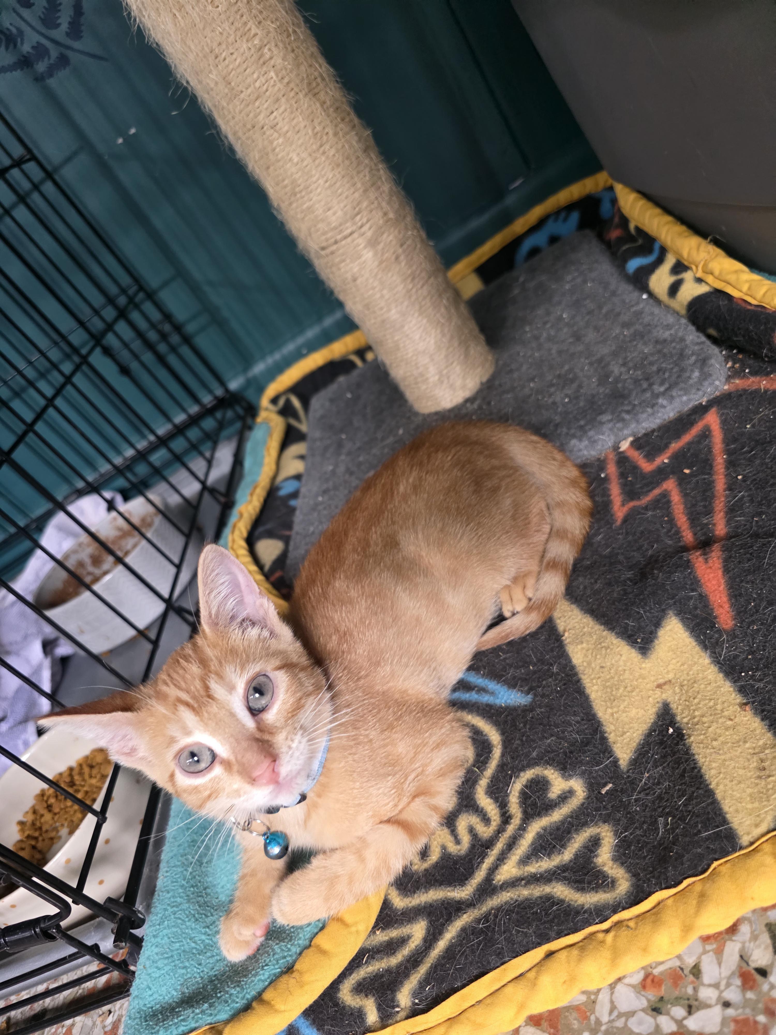 Enlarge Dominic, a Adoptable American Shorthair in Maitland, FL image 4/4