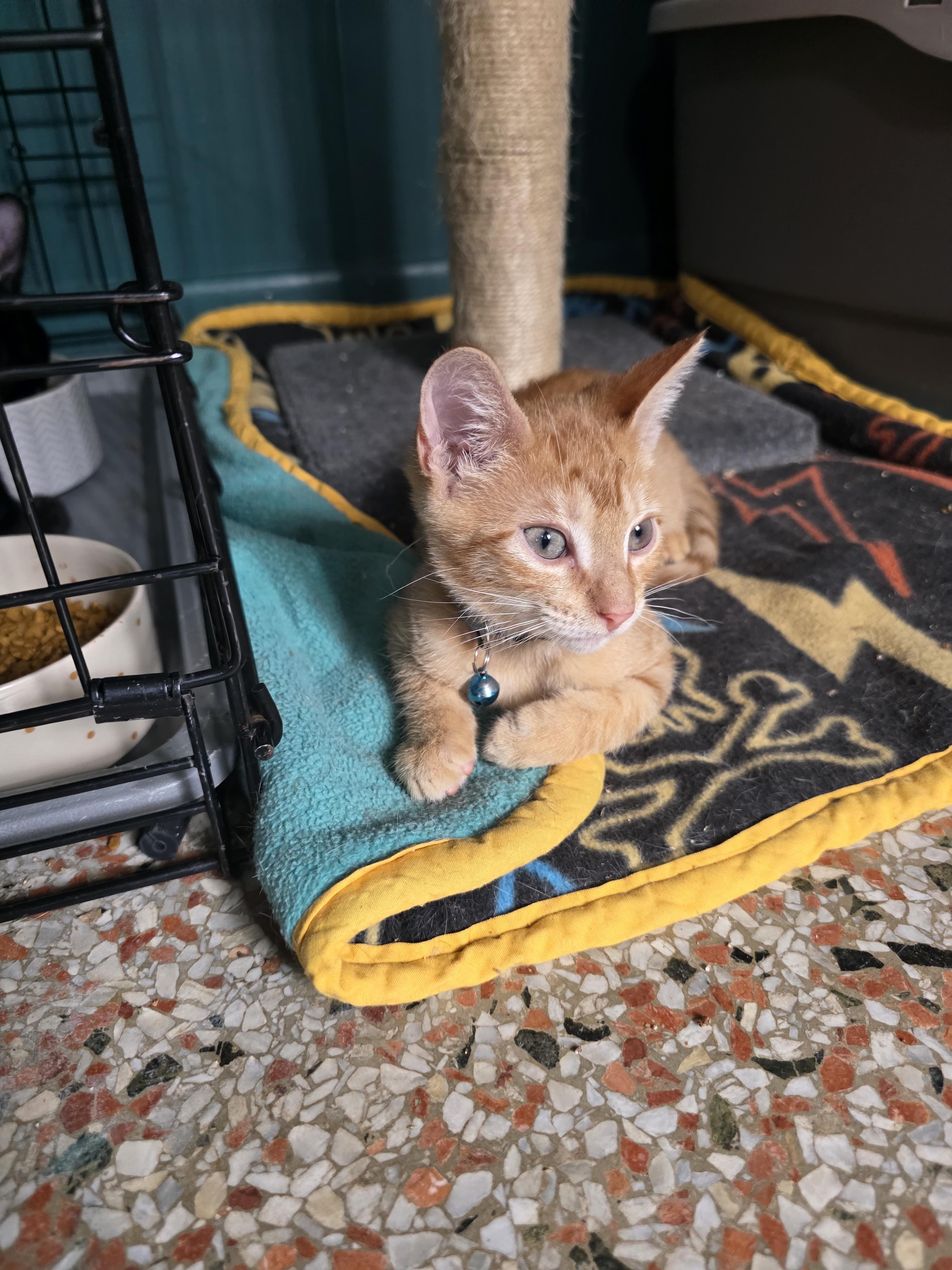 Enlarge Dominic, a Adoptable American Shorthair in Maitland, FL image 3/4