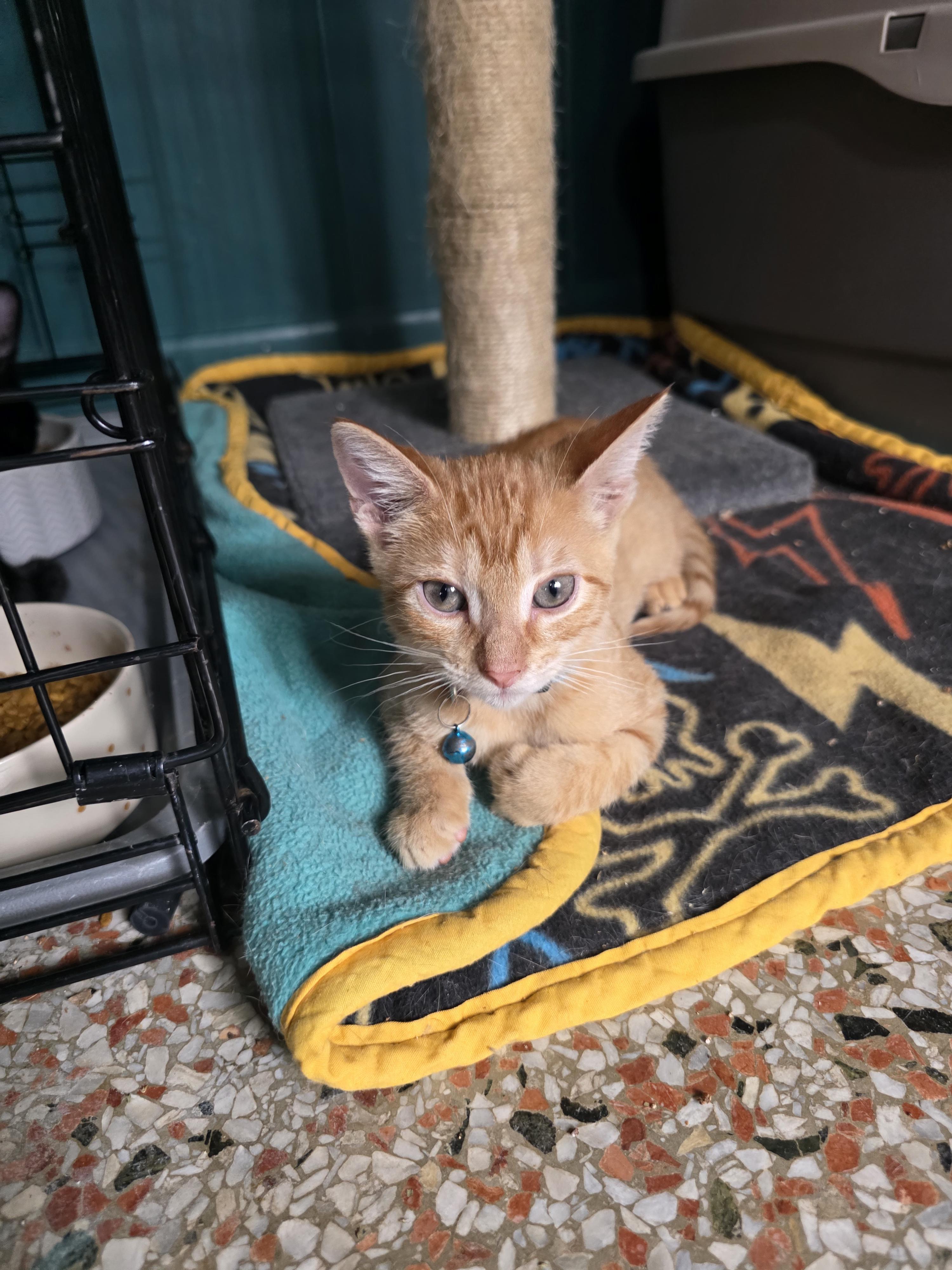 Enlarge Dominic, a Adoptable American Shorthair in Maitland, FL image 2/4