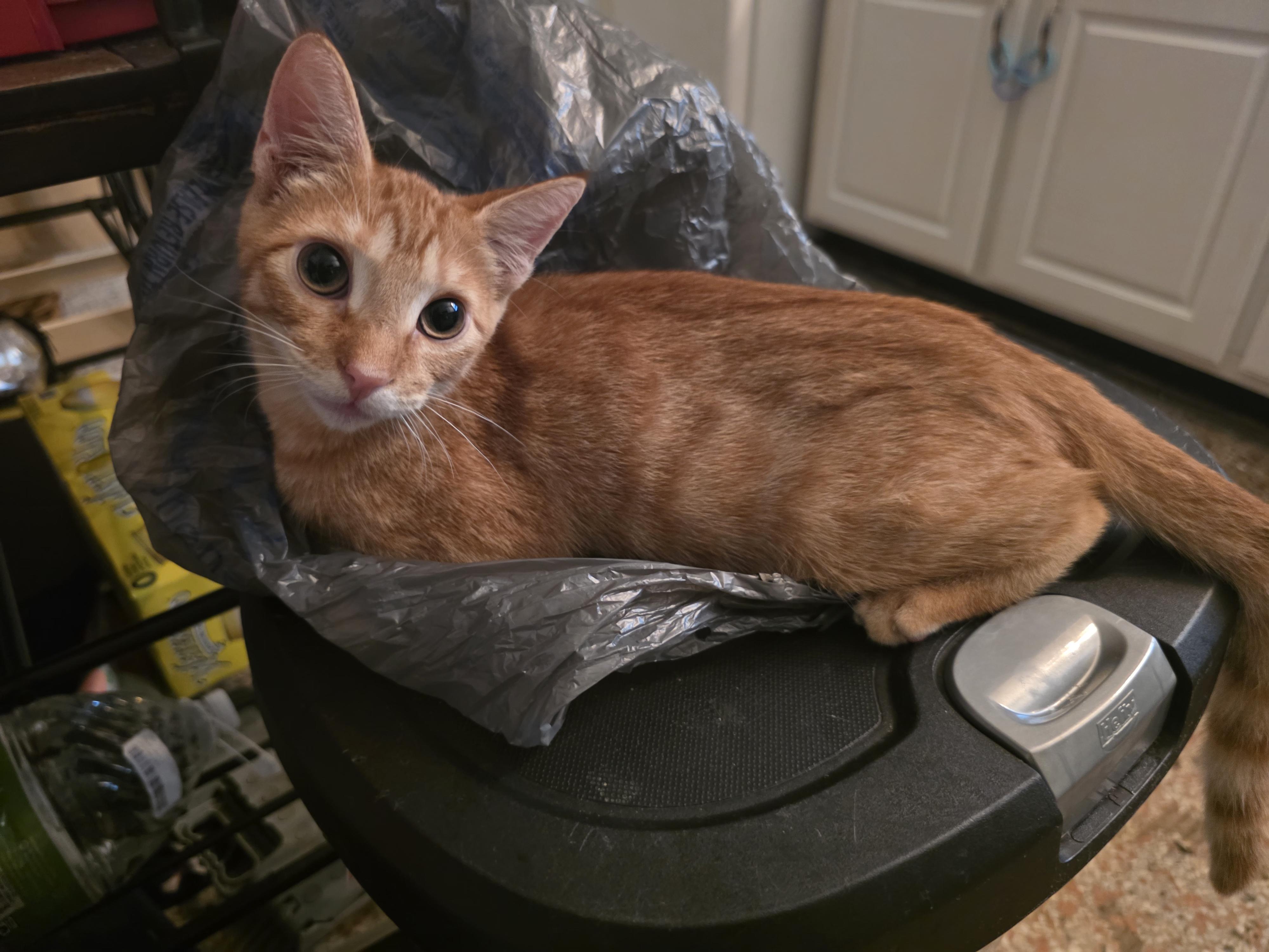 Enlarge Dominic, a Adopted American Shorthair in Maitland, FL image 2/2