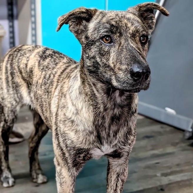 Enlarge Hazel, an adopted mixed breed in St. George, UT image 3/4