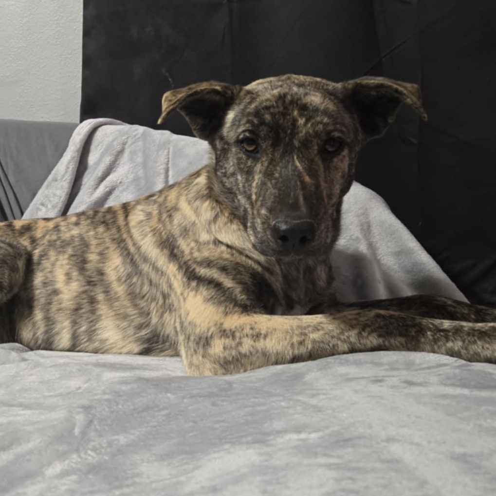 Enlarge Hazel, an adopted mixed breed in St. George, UT image 2/4