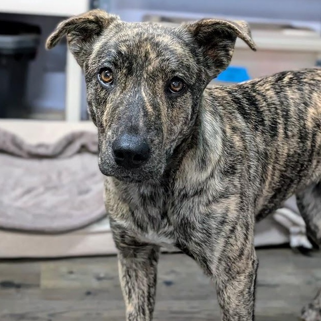 Enlarge Hazel, an adopted mixed breed in St. George, UT image 1/4