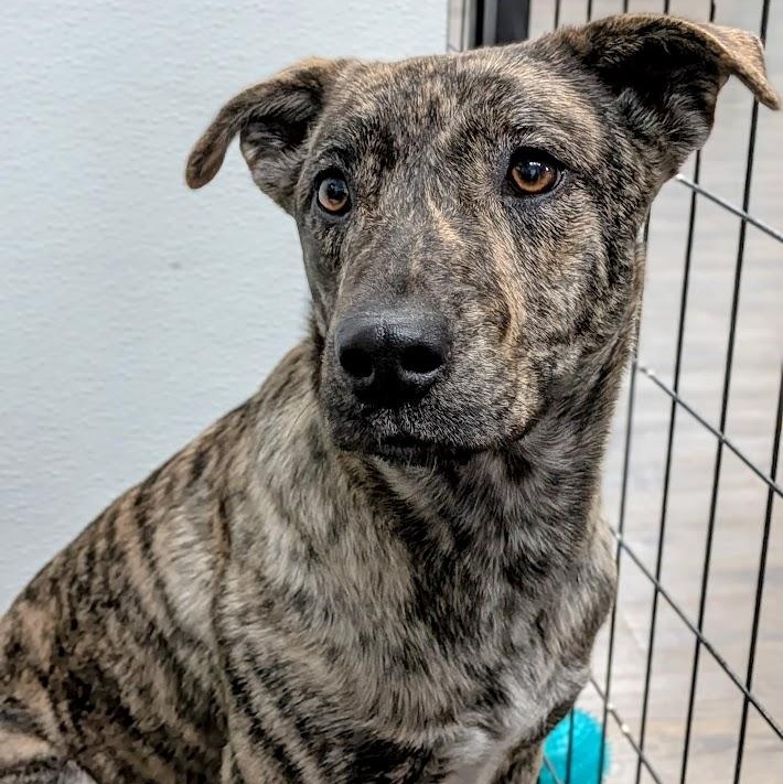 Enlarge Hazel, an adopted mixed breed in St. George, UT image 4/4