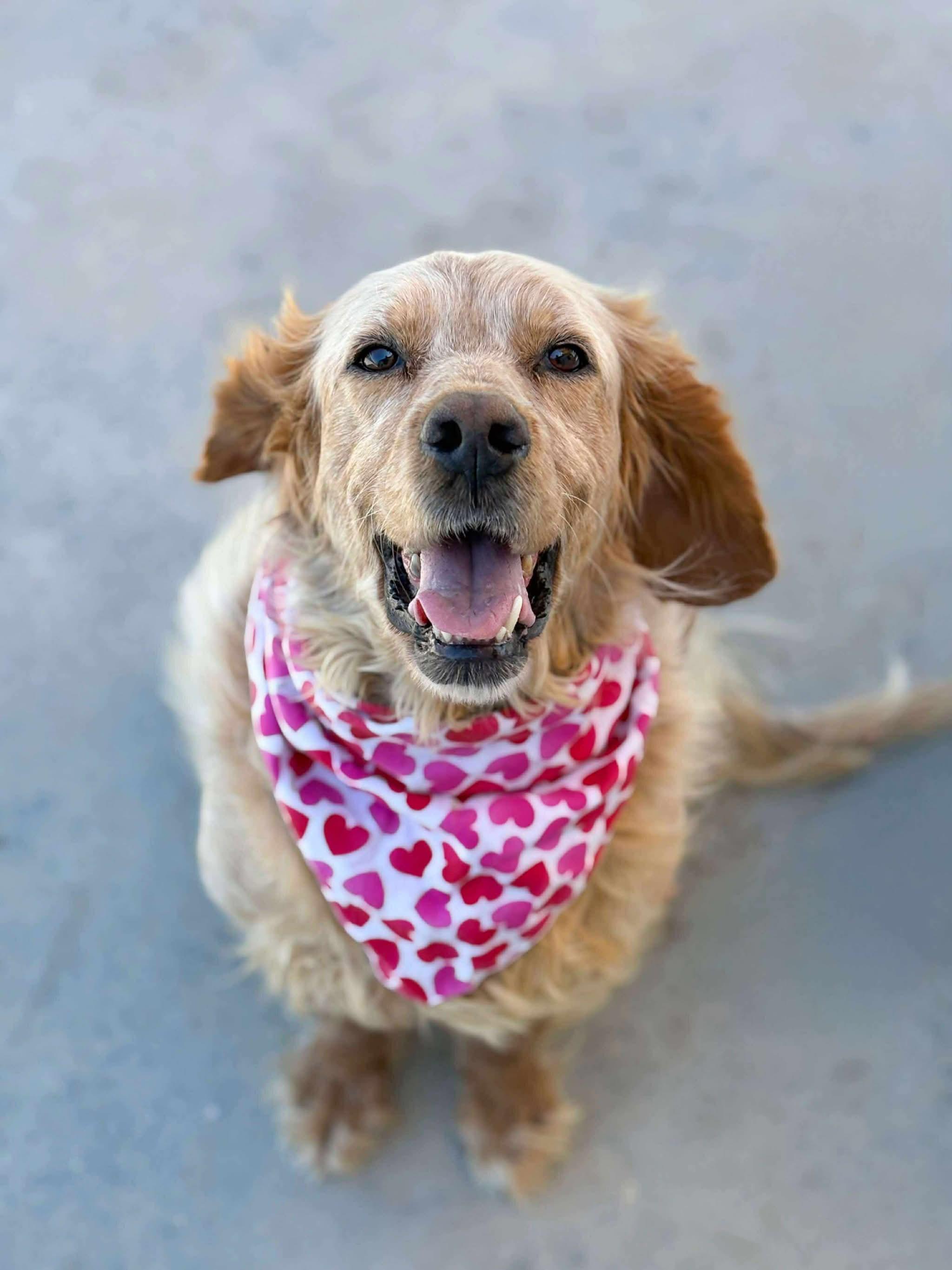 Enlarge Darla, a Adoptable mixed breed in Bridgeport, CT image 2/6