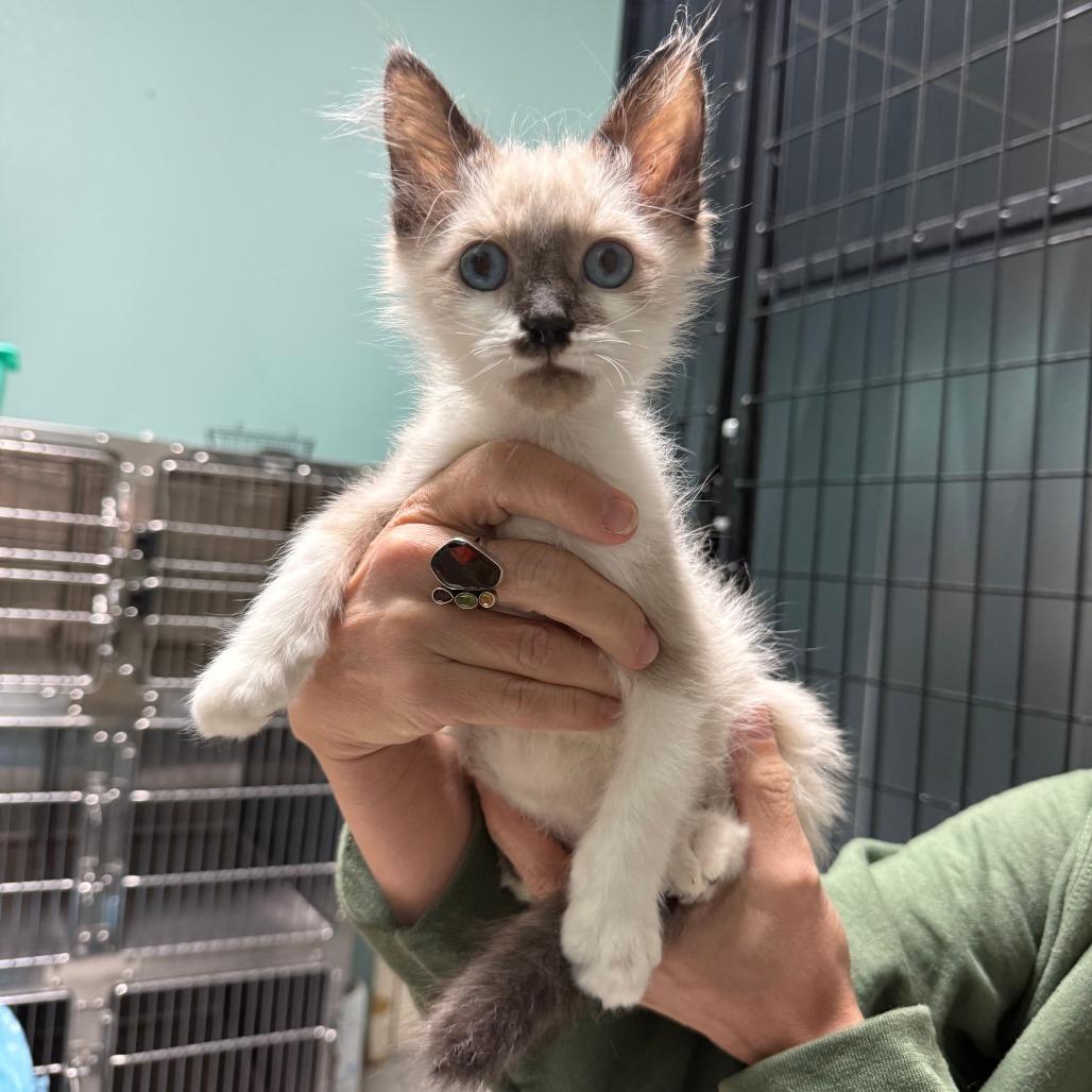 Caterpillar, Adoptable, Kitten Male Siamese.