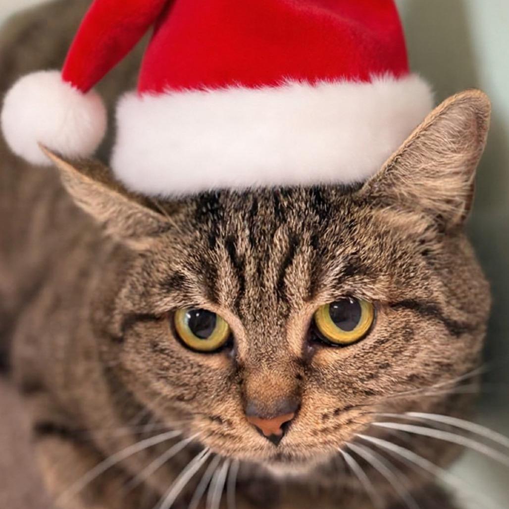 Morticia, Adoptable, Young Female Domestic Short Hair.