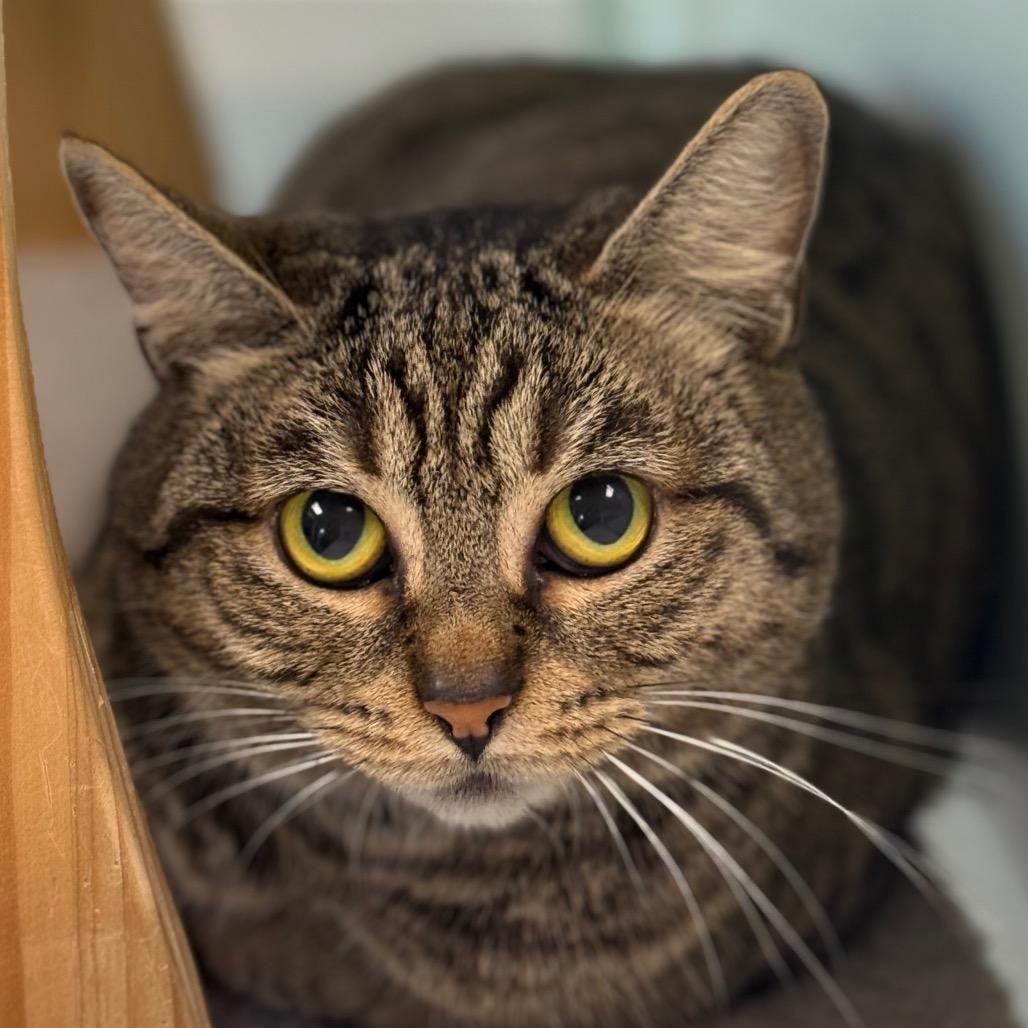 Enlarge Morticia, a Adoptable Domestic Short Hair in Ponte Vedra Beach, FL image 2/2