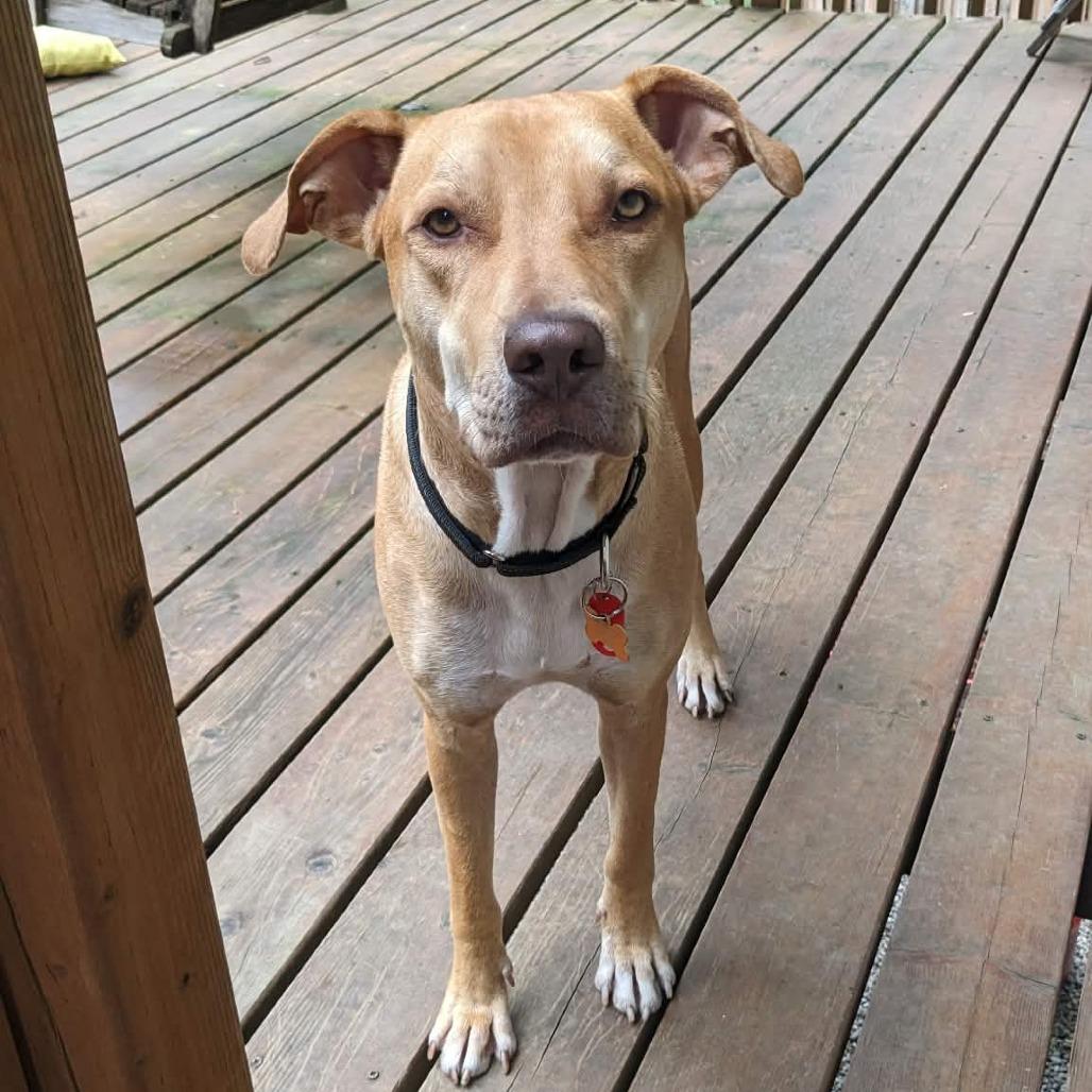 Leono ***Adoption Special!**, Adoptable, Young Male Mixed Breed.