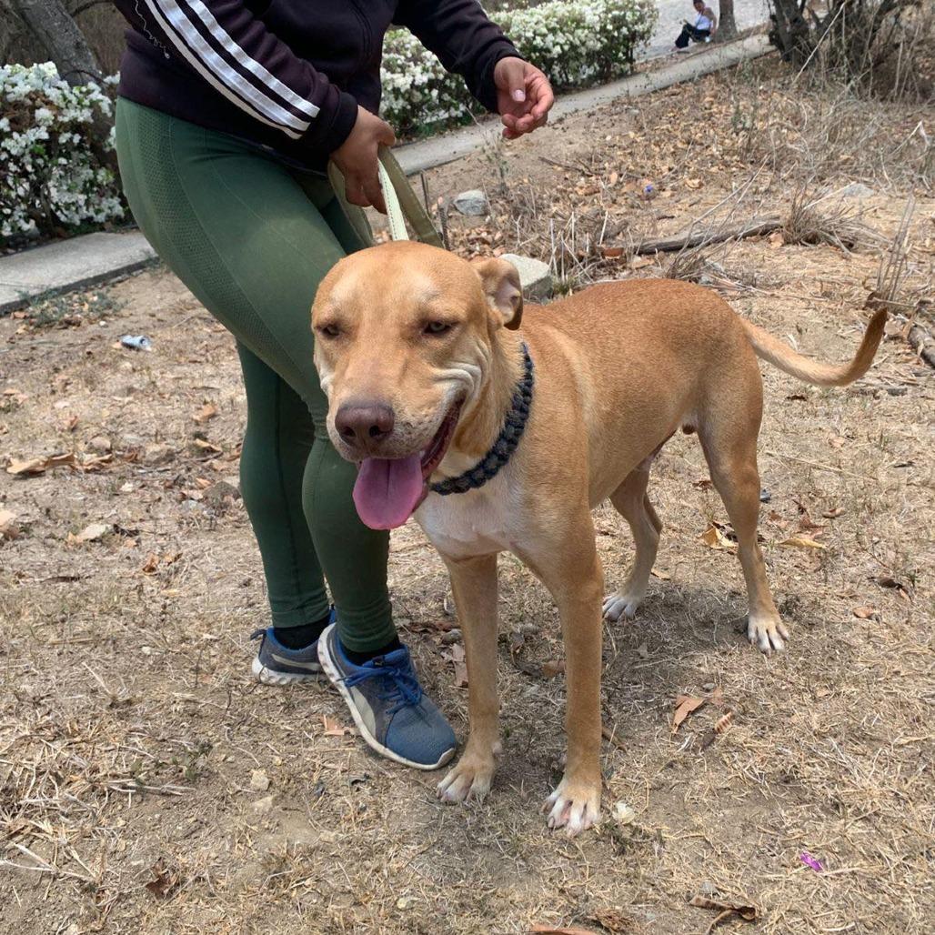 Leono, Adoptable, Young Male Mixed Breed.