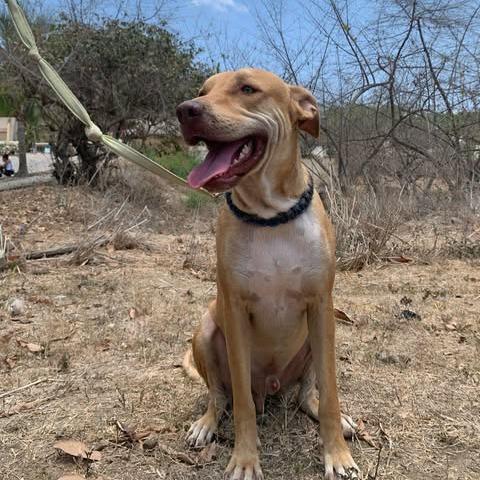 Leono, a Adoptable Mixed Breed in Bend, OR image 2/6
