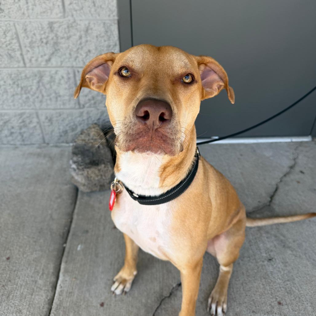 Leono, a Adoptable Mixed Breed in Bend, OR image 3/6