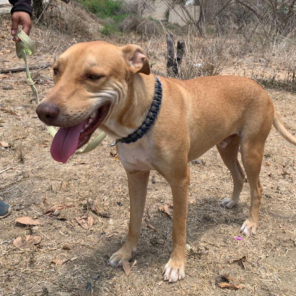 Leono, a Adoptable Mixed Breed in Bend, OR image 4/6