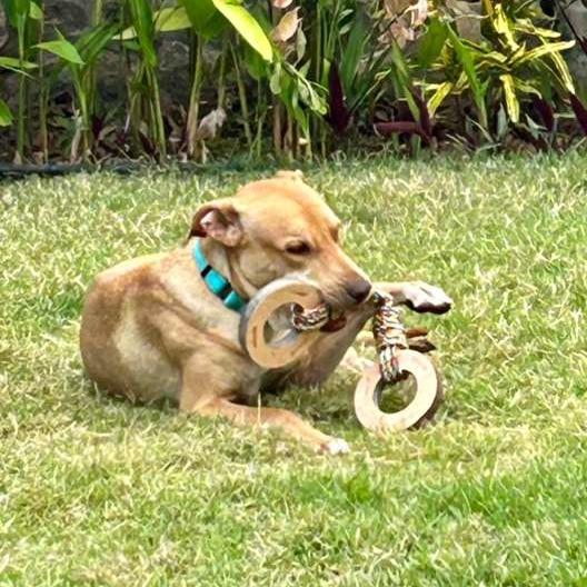 Leono, a Adoptable Mixed Breed in Bend, OR image 5/6