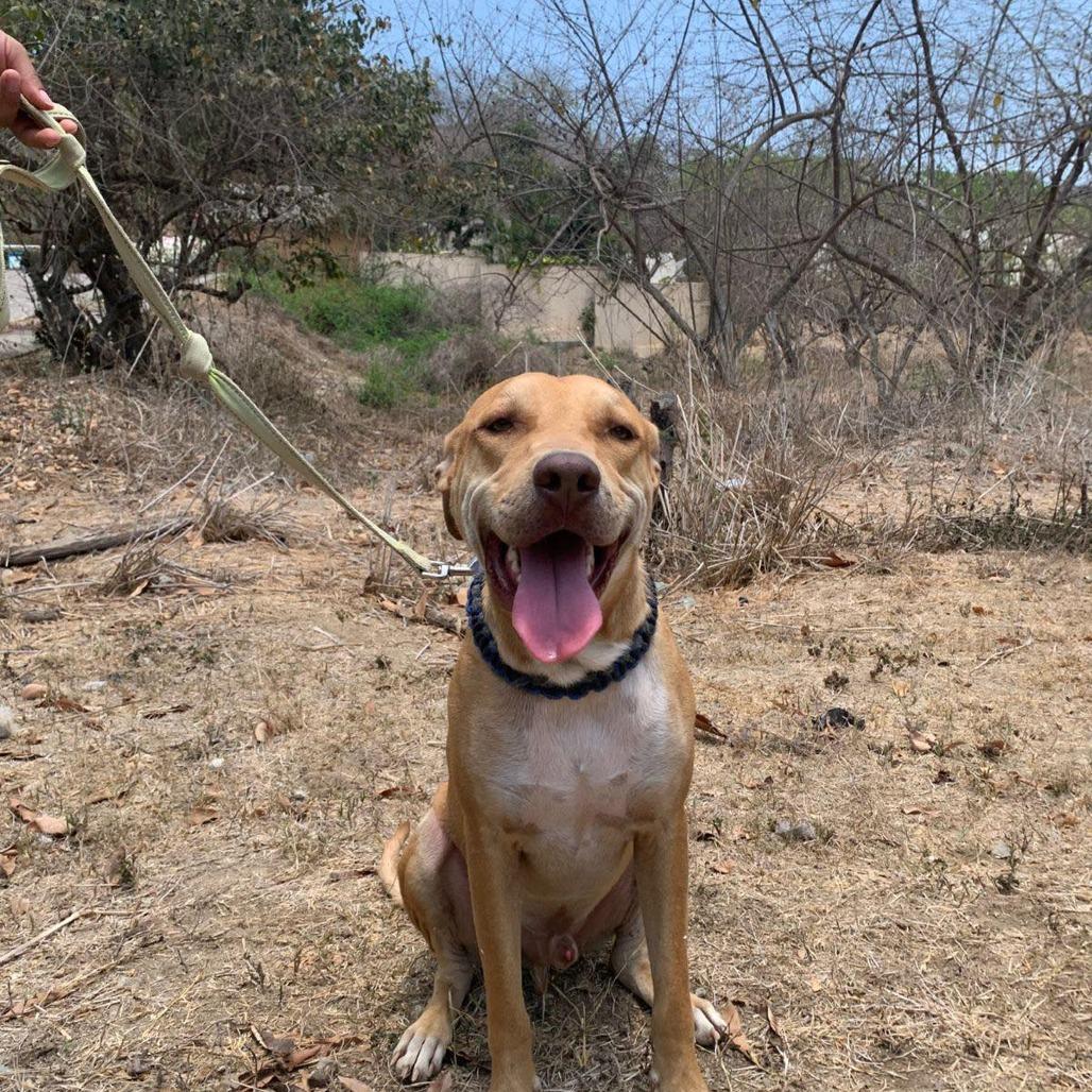 Leono, a Adoptable Mixed Breed in Bend, OR image 6/6