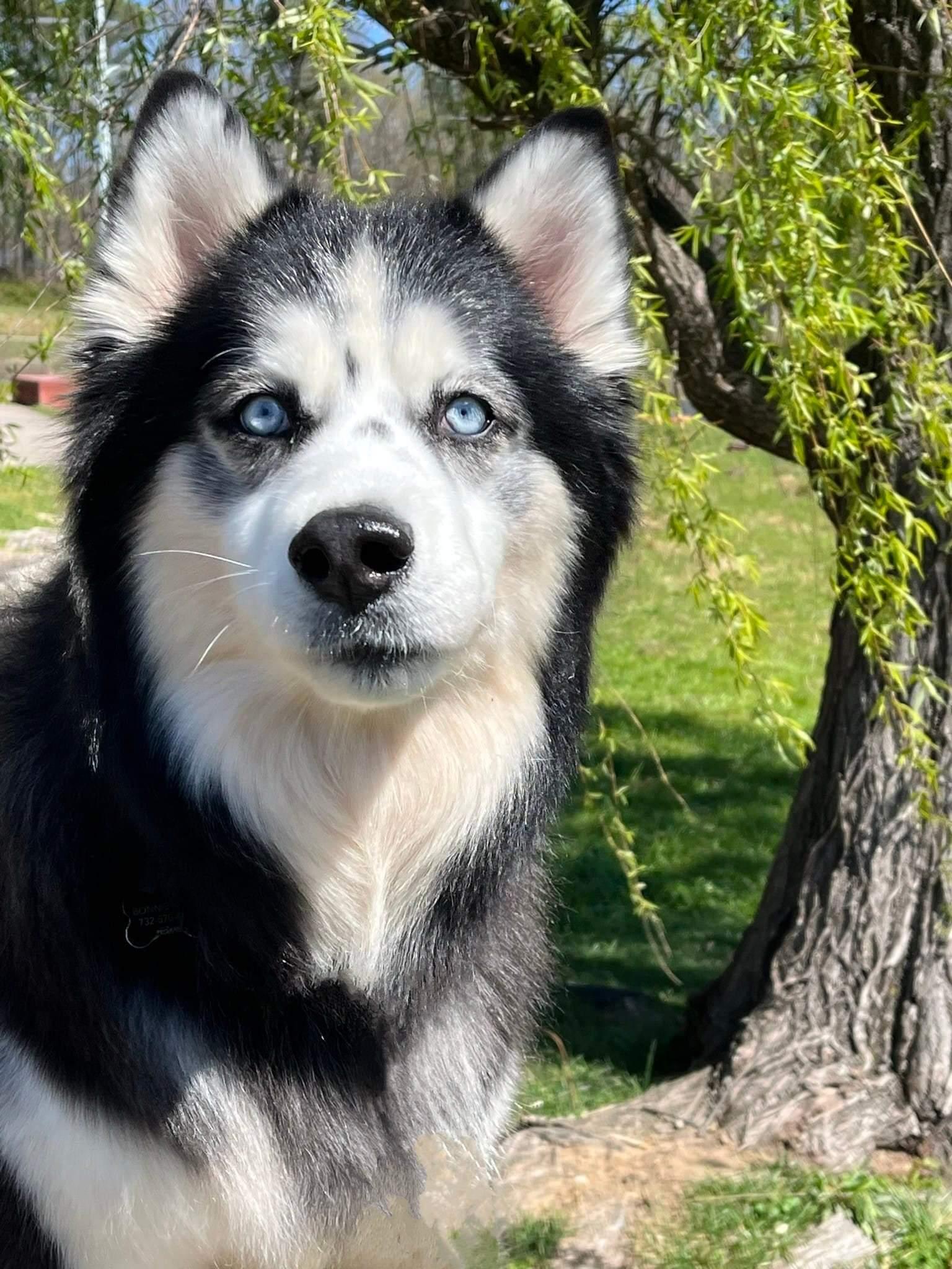 Enlarge Kino, a Adoptable Siberian Husky in Holly Springs, NC image 1/3