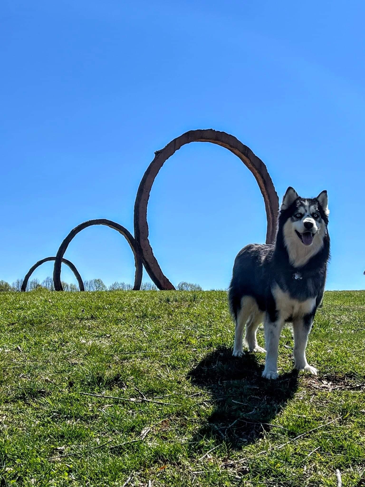 Enlarge Kino, a Adoptable Siberian Husky in Holly Springs, NC image 2/3